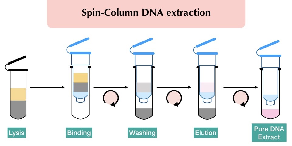 Step-by-step process of Spin Column Purification